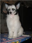 Максик